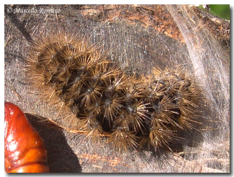 Larva e pupa di Syntomis sp ?